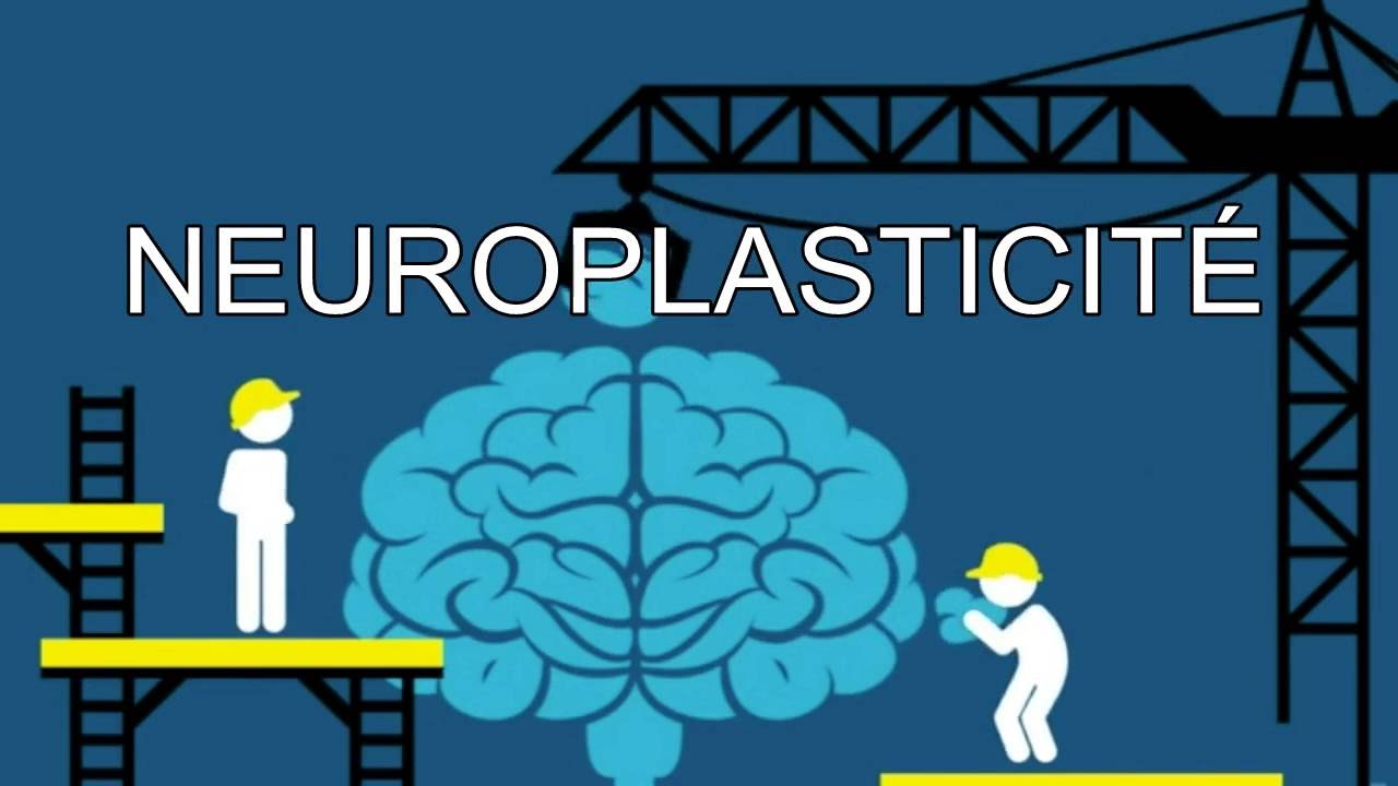 Aperçu de la vidéo YouTube - Neuroptimal plasticité du cerveau