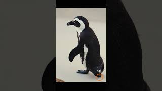 Download lagu Destino 090 #pingüinos #capetown #life #travel #southafrica #trending #tourism #destination #africa mp3