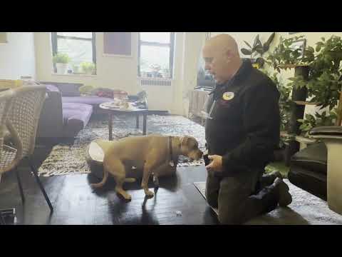 Canine Concierge Training LLC video.