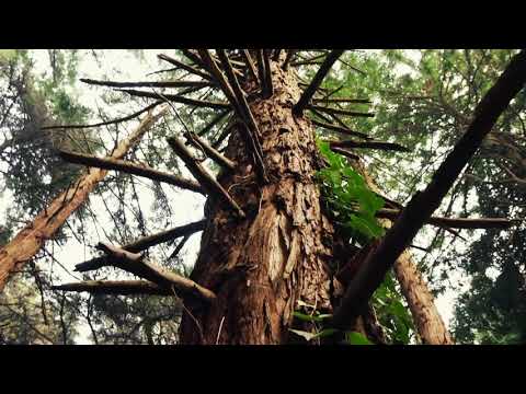 8Dio Scoring Contest  - Mike Zubiena Music