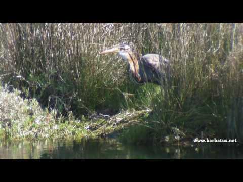 Garza imperial ( Ardea purpurea ) Purple Heron