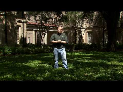 download lagu mp3 mp4 Oriental Jasmine Plant, download lagu Oriental Jasmine Plant gratis, unduh video klip Oriental Jasmine Plant