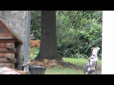 Catahoula & Doe stand off