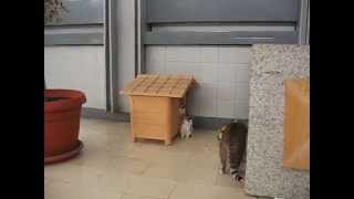 preview picture of video 'Котята на авто вокзале в городе Улцинь, Черногория (Ulcinj, Montenegro)'