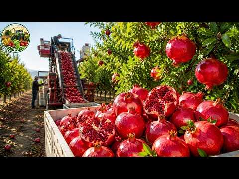 Inside the Giant Pomegranate Industry  Massive Harvest and Processing Technology
