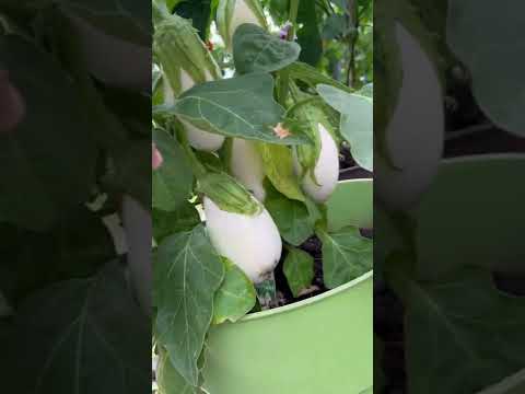 , title : 'White Eggplant 🍆 #homegrown'
