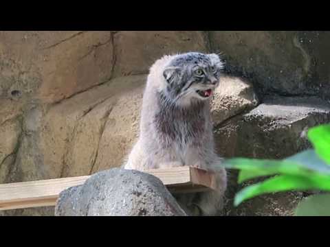 #1-7 Aug 2018 Palla's cat at Oji zoo, Kobe, Japan