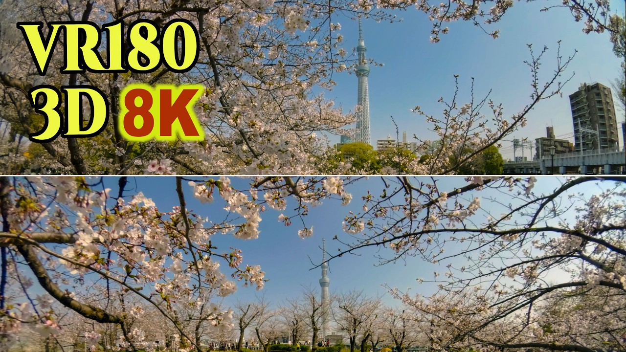 [ 8K 3D VR180 ] 「隅田公園の桜」桜に囲まれた東京スカイツリーと屋形船で賑わう隅田川