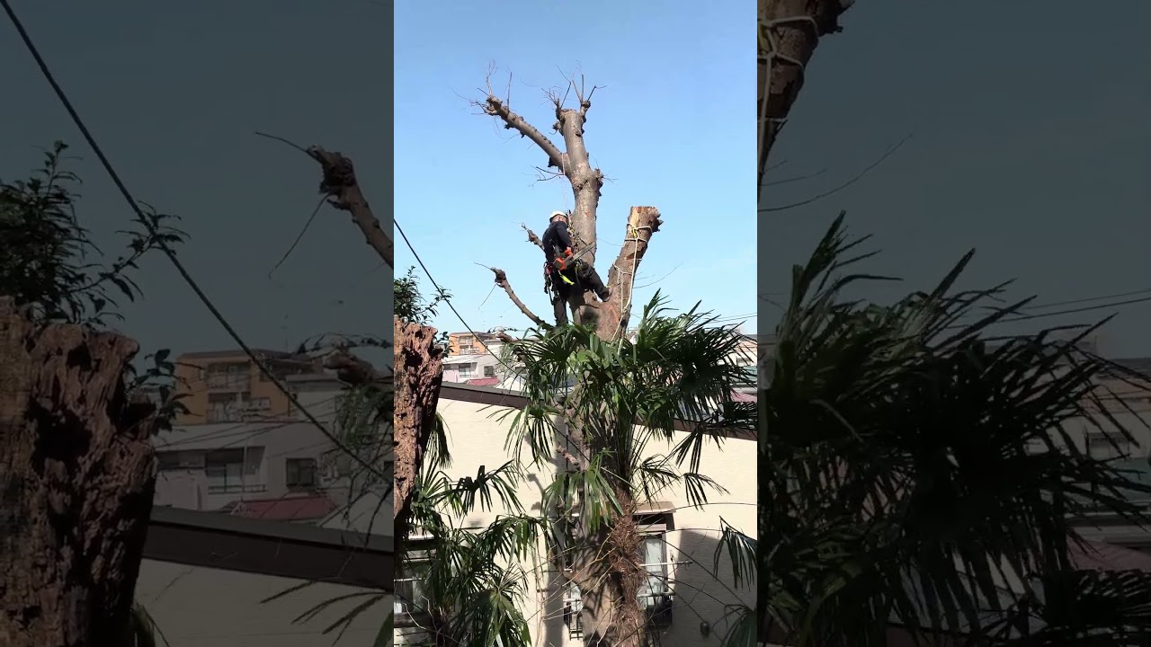 ケヤキ　断幹 thumbnail