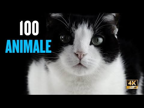 100 Animale pentru copii 4K | Denumiri și Sunete