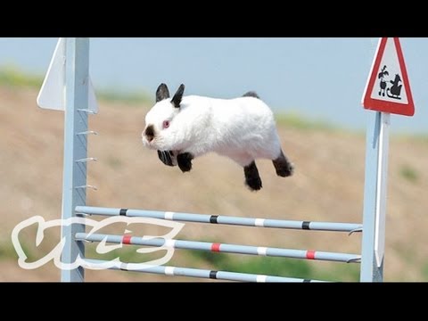 , title : 'Cute Bunny Jumping Competition! | The Cute Show'