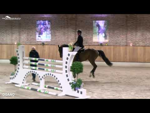 Ogano *2012 by Ogano Sitte x Diarado (Sosath Stallion Show 2021)