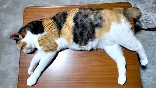 よく眠る猫 (三毛猫フミちゃん😽）