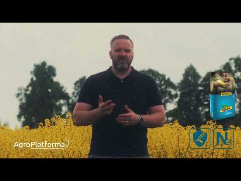 Ziemas rapšu hibrīds DK EXLEVEL