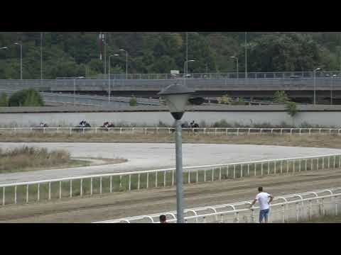 Druga trka 22.08.2021 beogradski hipodrom