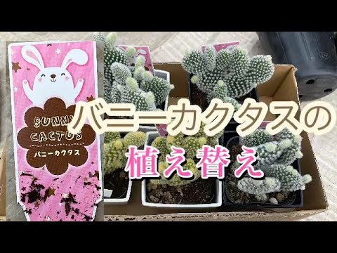 柔らかい葉を持つイースターサボテンの作り方原因解決策水やりメンテナンス