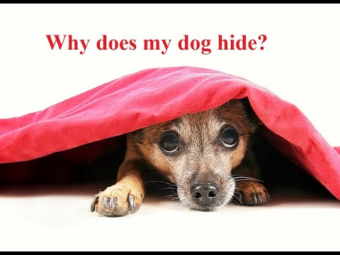 YouTube video about: Why do dogs hide in the bathroom?
