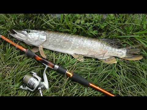 Blog: Aktiv mit dem Köderfisch auf Hecht