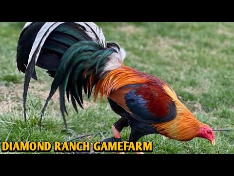 Sweater Yellow leg hatch Kelso - DIAMOND RANCH FARM