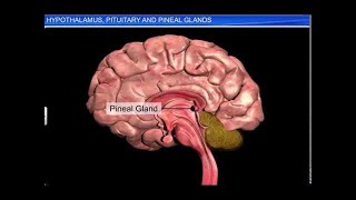 CBSE Class 11 Biology || Hypothalamus, Pituitary Gland & ...