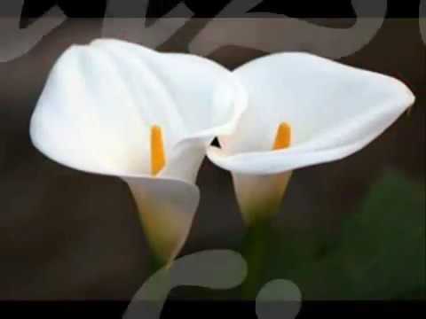 Hino avulso - amizade valiosa