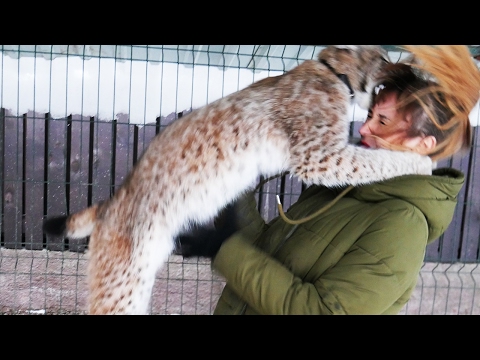 5 причин НЕ ЗАВОДИТЬ РЫСЬ. Часть 2