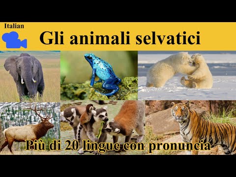 𝟒𝐊 𝐆𝐥𝐢 𝐚𝐧𝐢𝐦𝐚𝐥𝐢 𝐬𝐞𝐥𝐯𝐚𝐭𝐢𝐜𝐢 𝐢𝐧 𝐈𝐭𝐚𝐥𝐢𝐚𝐧𝐨 / 𝐖𝐢𝐥𝐝 𝐀𝐧𝐢𝐦𝐚𝐥𝐬 𝐍𝐚𝐦𝐞 𝐢𝐧 𝐈𝐭𝐚𝐥𝐢𝐚𝐧 / 𝐏𝐨𝐜𝐚𝐛𝐨𝐥𝐚𝐫𝐢𝐨 𝐞 𝐩𝐫𝐨𝐧𝐮𝐧𝐜𝐢𝐚