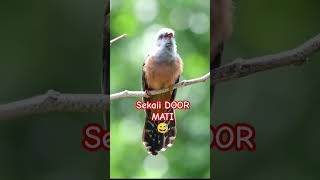 Download lagu burungkedasih di alam liar #burung #kedasih #alamliar mp3