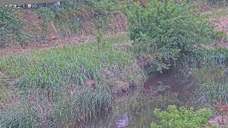 大沢池上映像監視局