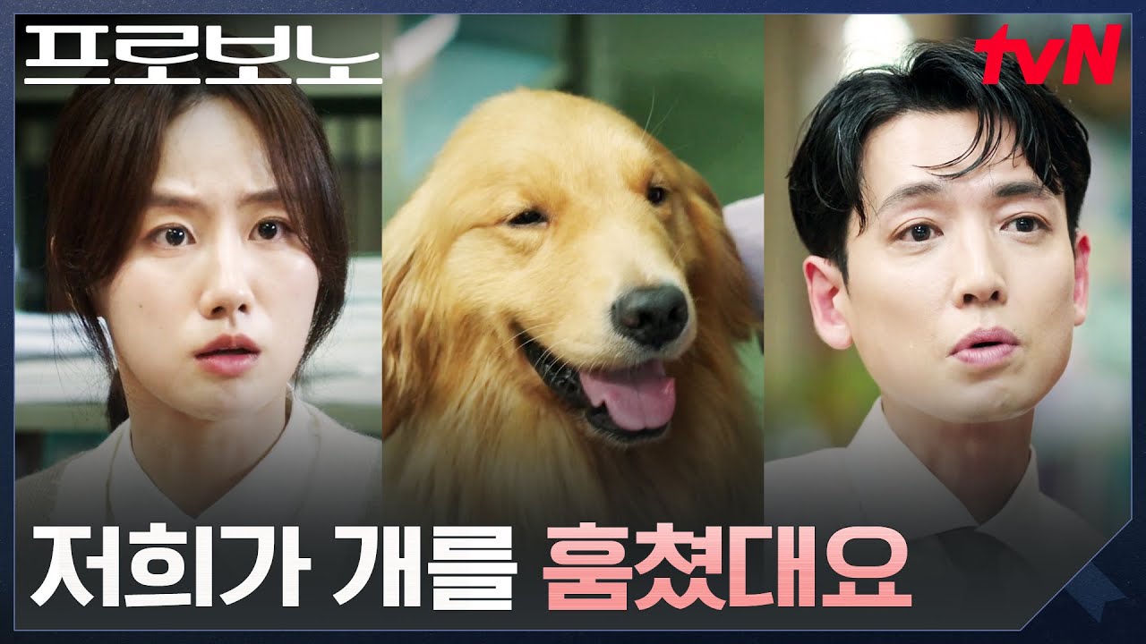 1년 반 만에 나타난 유기견 주인? 본인 개를 훔쳐 갔다는 주인 #프로보노 EP.2 | tvN 251207 방송