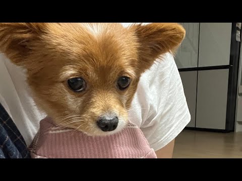 새로 산 옷 입고 산책가야디!