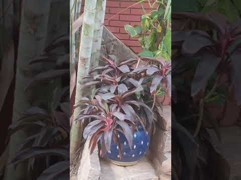 Karan Singh pound of flesh