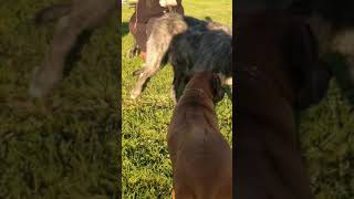 Irish wolfhound dance. Dog Park fun with Ruby Senior Rhodesian Ridgeback