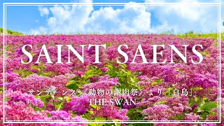 Download lagu 【名曲】サンサーンス 「白鳥」動物の謝肉祭より/ Saint Saens ”The Swan” mp3