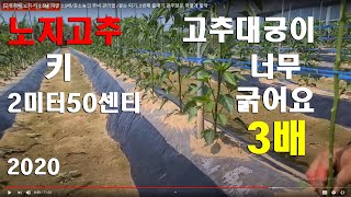 [고추재배 노지 키 2.5M] 강소농의 추비 관리법 /곁순 따기, 줄매기,관주양은 어떻게 할까