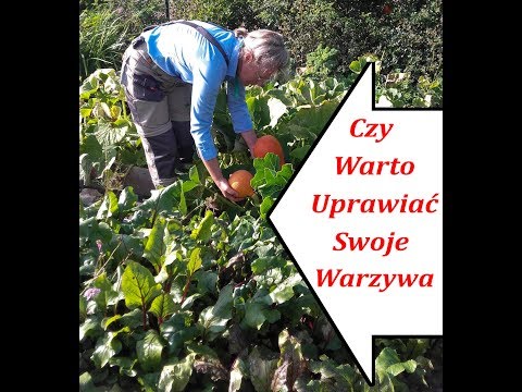 , title : 'Ekologiczna Uprawa Warzyw Czy Warto Uprawiać Swoje Warzywa'