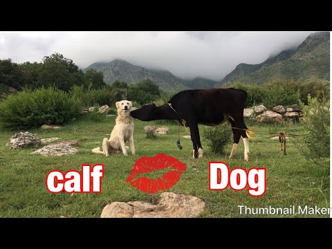 Calf having fun with Dog.