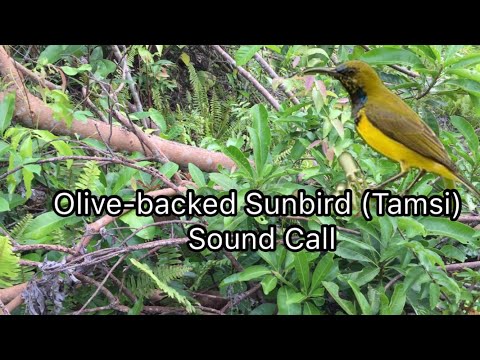 Olive-backed Sunbird ( Tamsi ) Sound Call | Tamsi