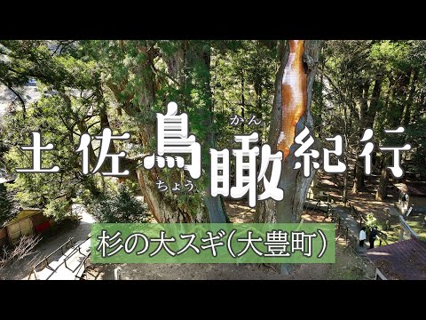 【ドローン動画】土佐鳥瞰紀行(106)杉の大スギ（大豊町）