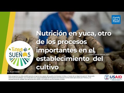 , title : 'Nutrición en yuca, otro de los procesos importantes en el establecimiento  del cultivo'