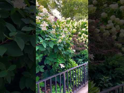 Small Trees Full of Flowers before season over.