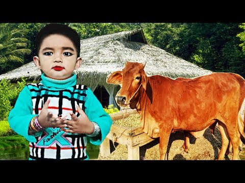Kids Cow Videos |  cow for children | Noshi Tv