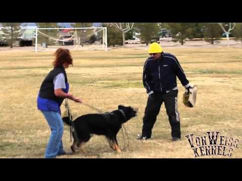 VW Kennels video.