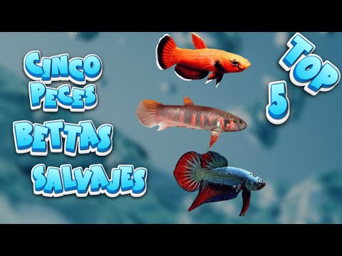🐟 Top 5: BETTAS SALVAJES Que No Conocias Parte 1 🐠🌿 #acuarios #peces #aguadulce #bettas