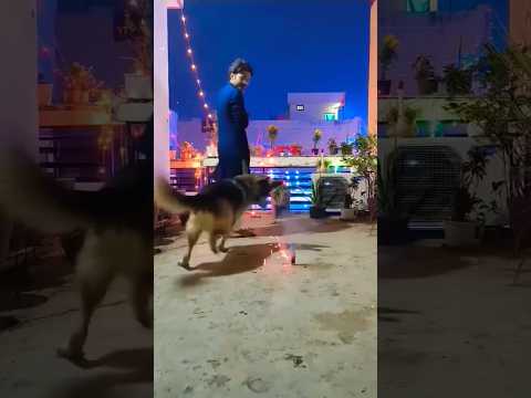 Dog and diwali 🎇🎇🎇