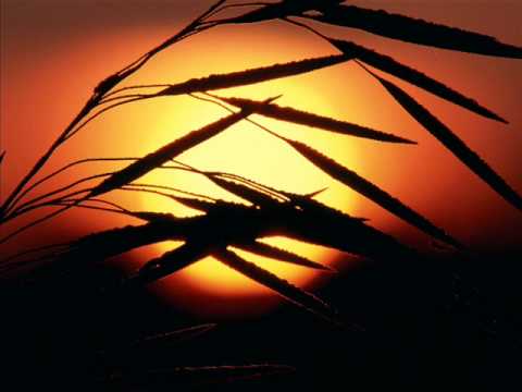 Soliaris - Saule Lupomis Uzpusk (Sweet Euphony remix)