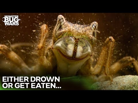 The Unforgiving World of Pond Predators | Monster Bug Wars