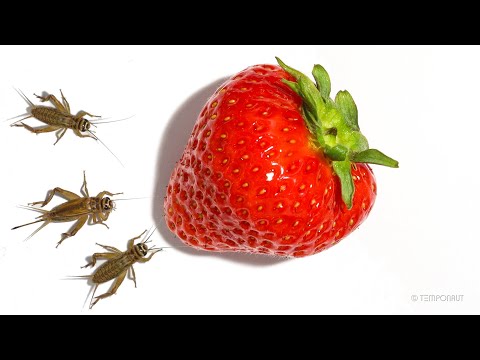 Crickets vs Strawberry Timelapse