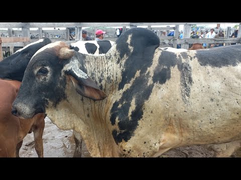 Feira de gado em Dois Riachos AL Quarta feira 08/05/2024#nordeste