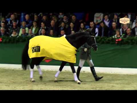 Dancier v. De Niro - Lancier / Hengstvorführung Vechta 2016 / Böckmann Pferde